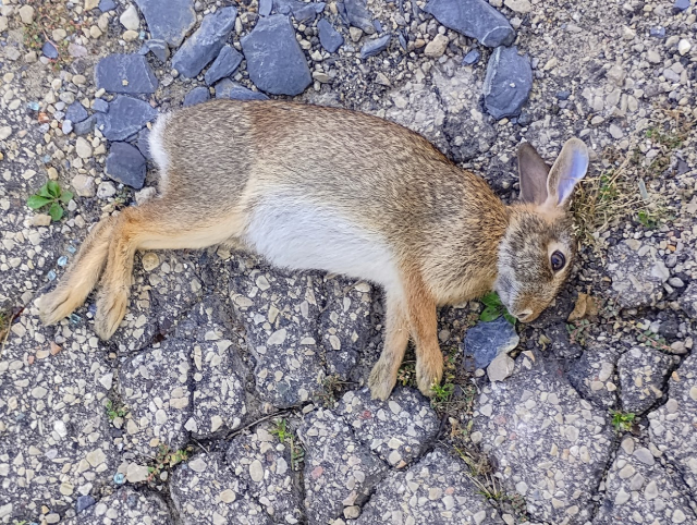 fentanyl-mexican-drug-cartels-homeless
